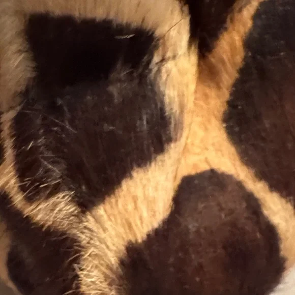 Tory Burch Leopard Print Reva Flats with Gold Logo - Picture 8 of 12